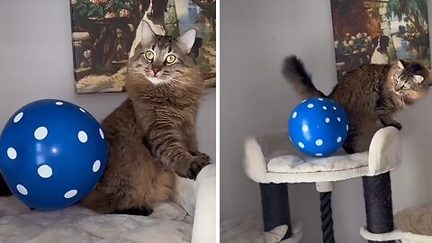 Balloon Sticks To Cat Through Static Electricity