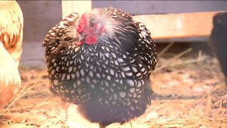 Milwaukee Public School students sell farm-fresh eggs