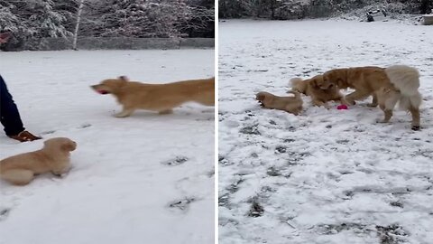 3 Legged Puppy Playing In The SNOW! ❄🦮🦮🦮