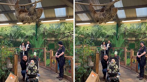 Sloth At Edinburgh Zoo Walks Across Rope For Visitors