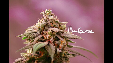 EP11 | Organic Cannabis Grow Guide | Sinmint x Wifi-43 | Alpine Guava