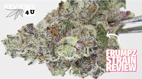 FRUMPZ STRAIN REVIEW | THC REVIEWS 4 U - HYBRID QUADS