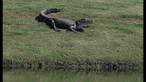 Not Satire: There's a Missing Emotional Support Alligator