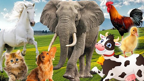 #8 Relax with familiar animals and wild animals Dog, Cat, Cow,Elephant, Mouse, Monkey Animal sounds