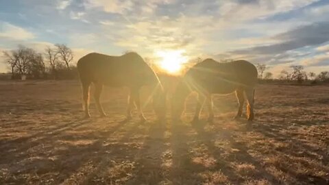 Sunday Morning Feeding Of Horses - Feb 2023 - Good Morning From Texas