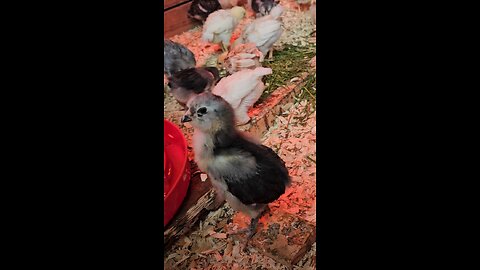 Fuzz Nuggets see grass for their first time part 1