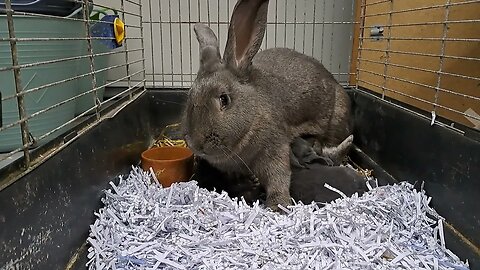 milk drinking BLUE VIENNA x Californian BABY RABBITS KITS 19 DAYS OLD: Blue Black Agouti/Isabella