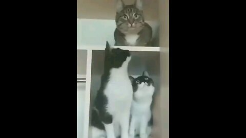 funny_cat_and_dog