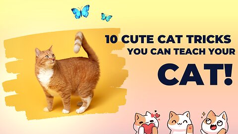 10 Cute Cat Tricks You Can Teach Your Cat! High-Five & More!