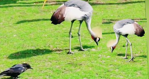 Butifull Birds In Park Natur View Backround