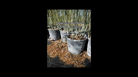 Seabreeze 15 Gallon & 3 Gallon Plants 407-777-4807 Ocoee Bamboo Farm