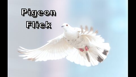 Flock to Fun: The Punny Side of Pigeon Flick"