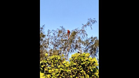 Scarlet Macaw - Roatan
