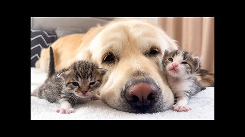 How the Golden Retriever and New Tiny Kittens Became Best Friends [Cutest Compilation]