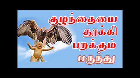 A hawk carrying a child,குழந்தையை தூக்கி பறக்கும் பருந்து.