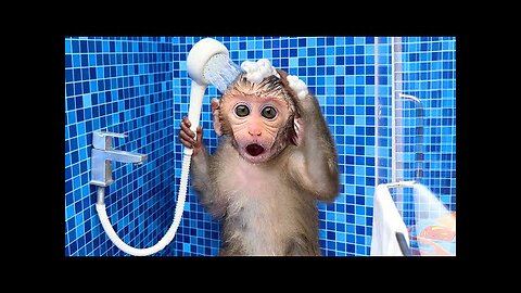 Monkey Baby Bon Bon oes to the toilet and plays with Ducklings in the swimming pool