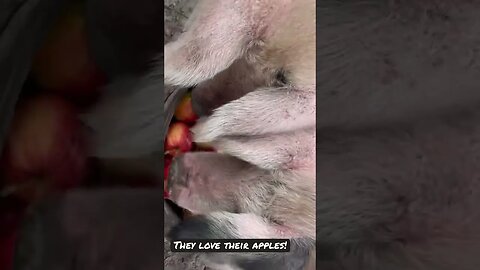 Gloucestershire Old Spots “orchid pigs” & their apples! #gloucestershire #pigs #hog #apple #shorts