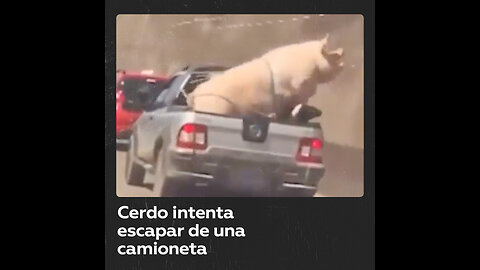 Un enorme cerdo salta y casi escapa de una camioneta en plena marcha