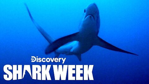 Tagging the Elusive Thresher Shark Shark Week