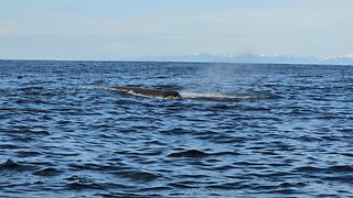 Unbelievable encounter with a huge sperm whale while commercial fishing in Alaska