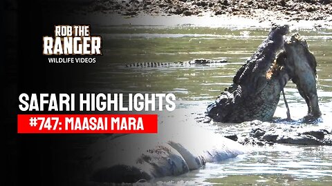 Safari Highlights #747: 30 & 31 January 2023 | Maasai Mara/Zebra Plains | Latest Wildlife Sightings