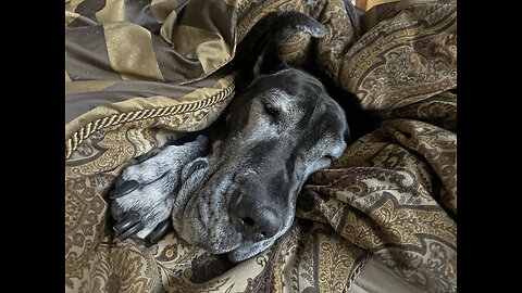 Sleepy Great Dane Ignores Cat's Flossing Fun With The Blinds