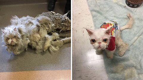 Rescuers Found Cat Dragging A Rug, Then Shaved Off 5 Pounds of Fur and He Completely Transformed