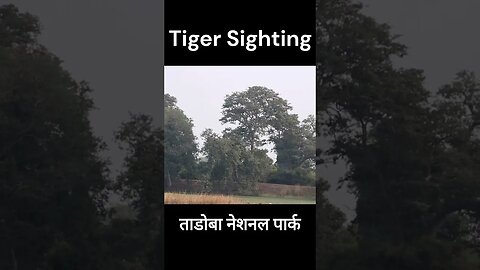 tiger sighting ताडोबा नेशनल पार्क