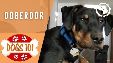 Dogs 101 - DOBERDOR - Top Dog Facts about the DOBERDOR | DOG BREEDS 🐶 #BrooklynsCorner