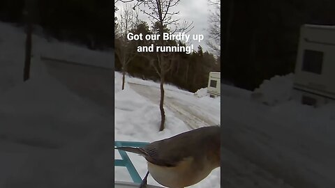 Got our new #Birdfy feeder cam up and running!