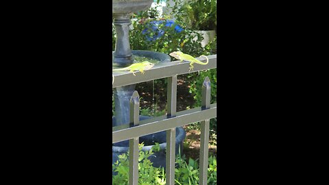 Green Anoles Fighting Lizards