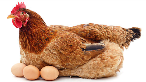 THE WEF'S WAR ON EGGS