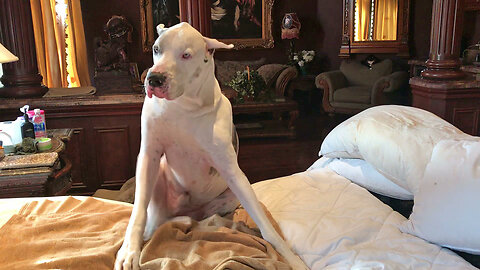 Funny Talkative Great Dane Shakes The Bed When Scratches His Itch