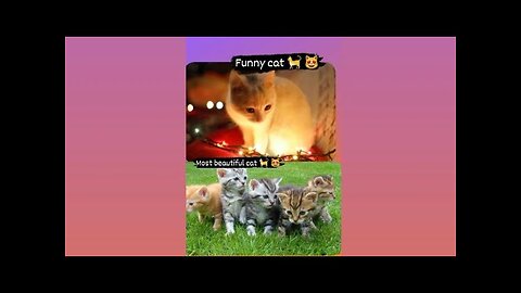 Cute Cat Funny Video 🐈🐱 baby cats and dog 2023