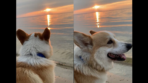 Corgi can teach you how to enjoy the sunset