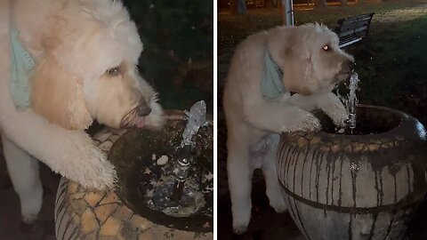 Goldendoodle needs no assistance with water fountain