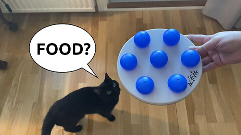 Vilma Cat Solves a Food Ball Puzzle