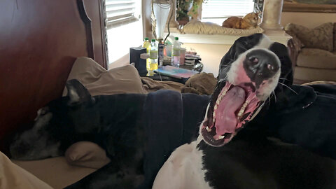 Yawning Great Dane Loves To Cuddle Up In Bed On Top Of Sister Dog