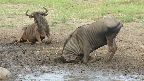 Wildebeest Bull Loves Rubbing His Face In The Mud