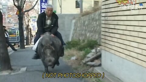 Awesome... The grandfather who adopted a wild boar as his son