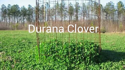 Clover Food Plots #shorts