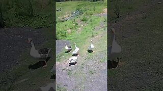 Cute geese - looking at the camera?