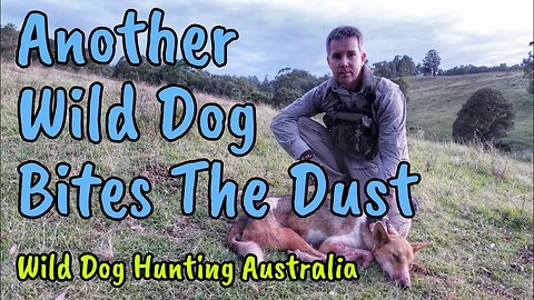 Predator Hunting Wild Dogs & Foxes in Australia | 204 Ruger | Pulsar Thermion XQ50 Thermal Scope
