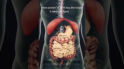 How does your body turn food into the poo Human digestion system in human beings|English subtitle