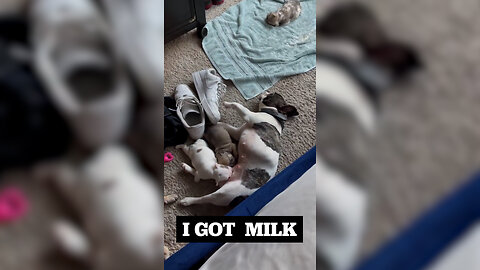 Female French Bulldog Ran Out Of Milk For Her Puppies