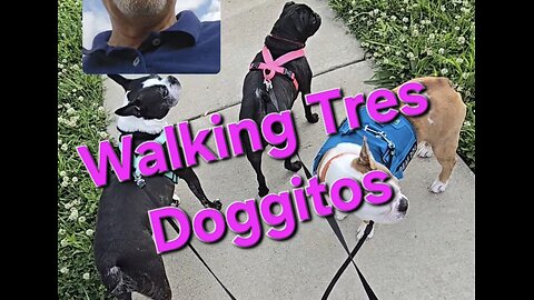 Walkin Tres Doggitos