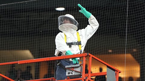 Unlikely Hero: Bee Guy Has Diamondbacks Baseball Fans Absolutely Buzzing