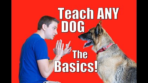 Dog Training: How to Train ANY DOG the Basics