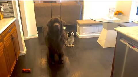 Adorable Newfie & Cavalier convince mom to let them play outside.