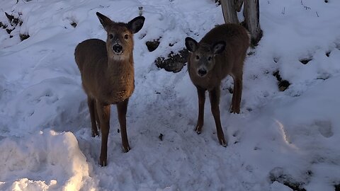 The twins come in the snow